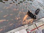 黑天鵝與魚群