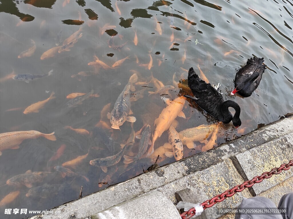 黑天鵝與魚(yú)群