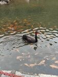 黑天鵝游弋于群魚之畔