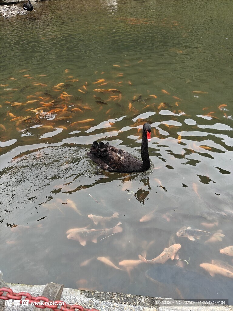 黑天鵝游弋于群魚之畔
