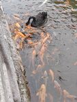 黑天鵝與群魚共游水中
