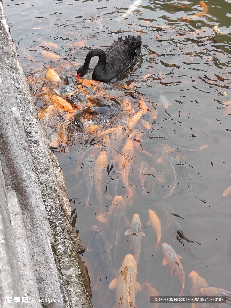 黑天鵝與群魚共游水中