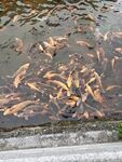 池塘中群聚的多彩金魚