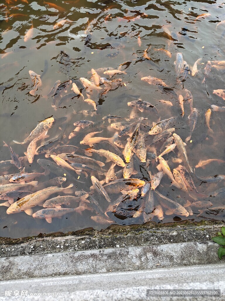池塘中群聚的多彩金魚