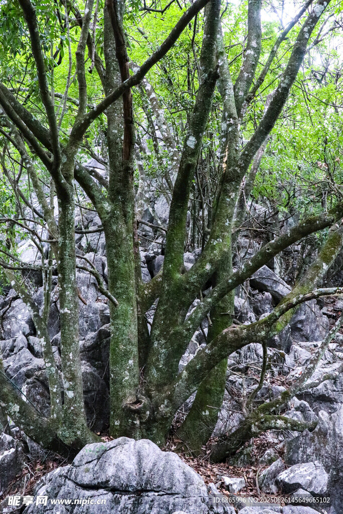 山林中盤根錯節的老樹