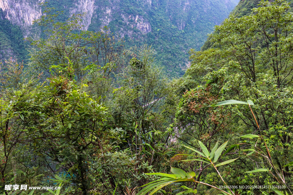 山林蔥郁的自然美景