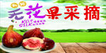無(wú)花果采摘