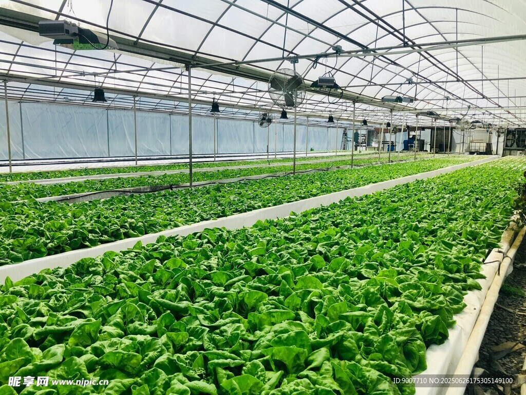 溫室中的鮮嫩蔬菜種植