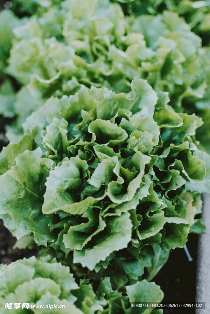 鮮嫩生菜特寫