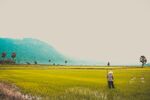 田園間的農(nóng)人勞作景象