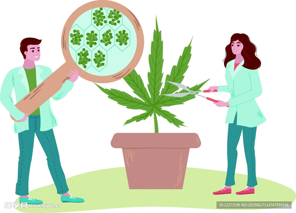 兩人觀察大麻植物