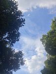 仰望藍天綠樹間的景致