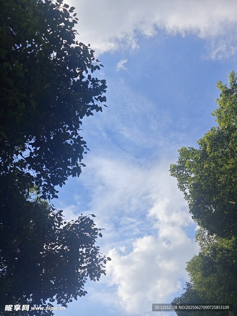 仰望藍天綠樹間的景致