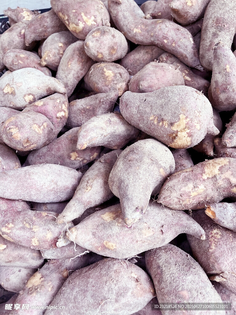 板栗紅薯