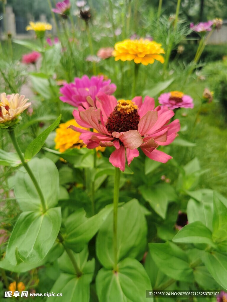 多彩綻放的嬌艷花卉