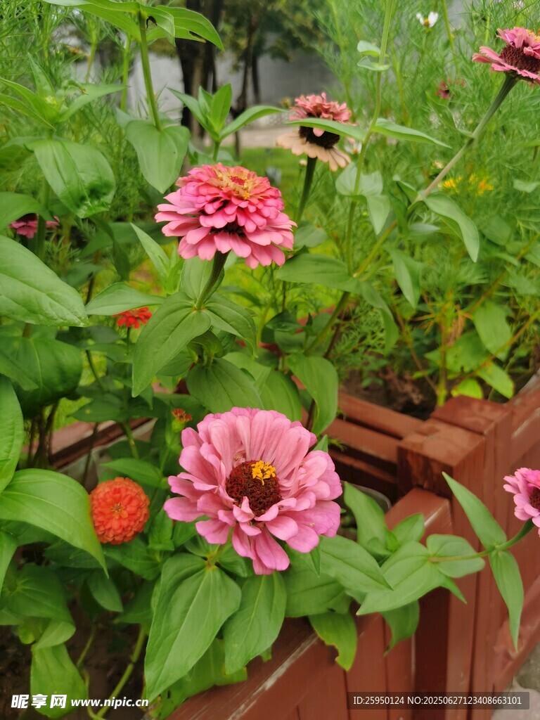 木欄邊綻放的嬌艷花朵