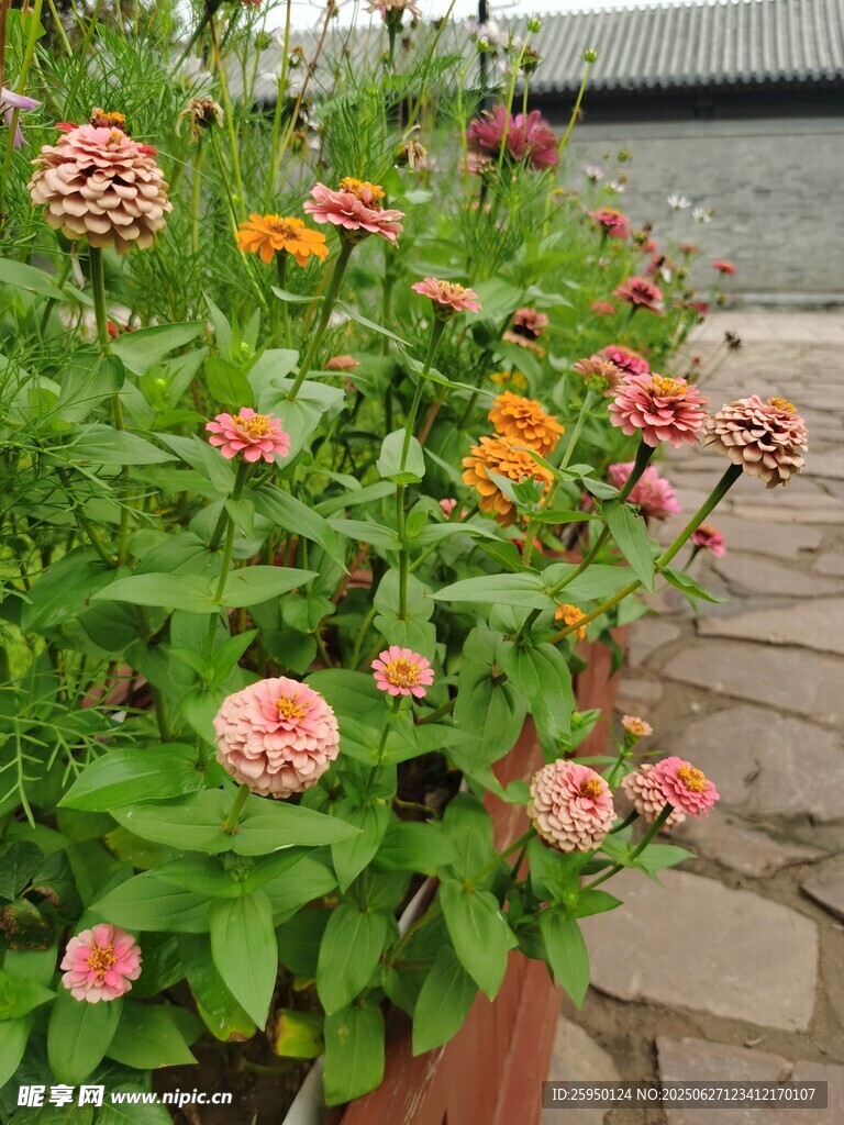 多彩花叢裝點石板小徑