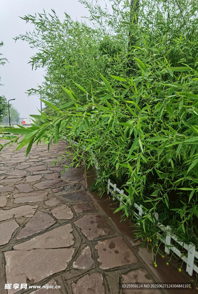 石板小徑旁的蔥郁綠植