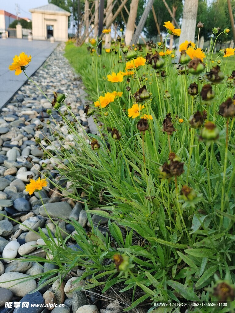 石邊綻放的多彩小花