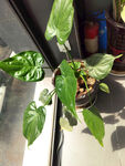 窗邊綠植生機(jī)盎然