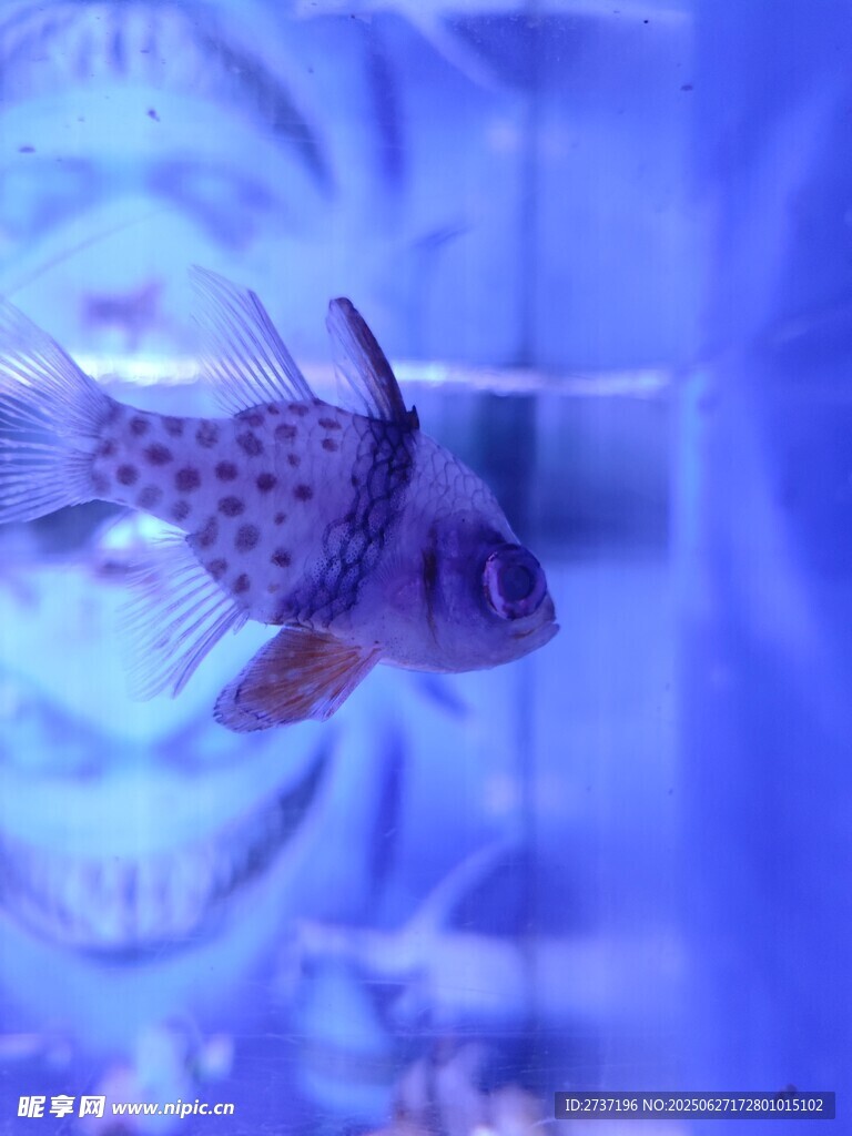小魚