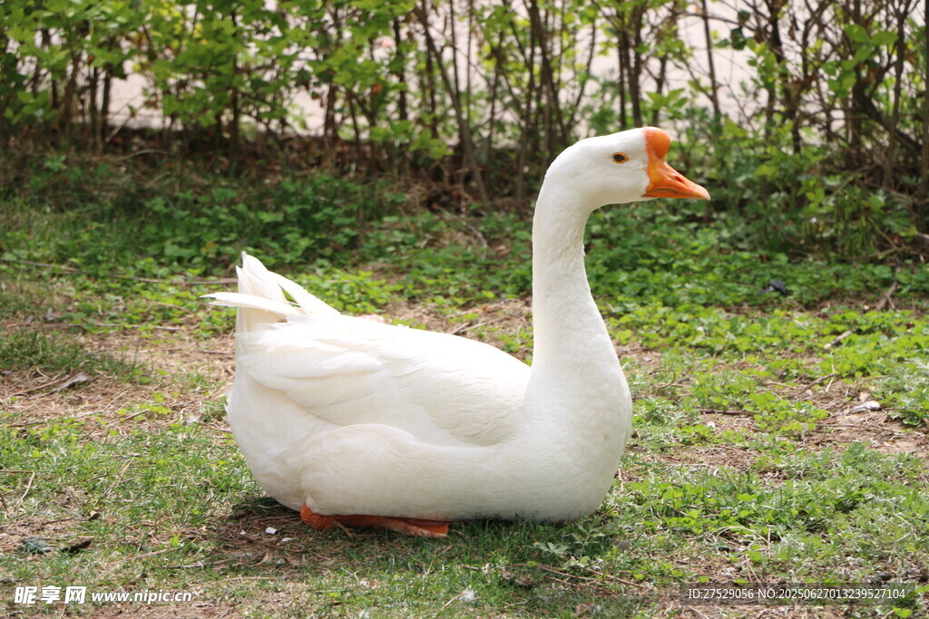 鵝