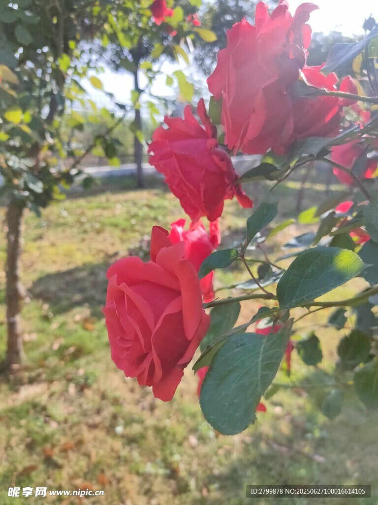 枝頭綻放的嬌艷月季花