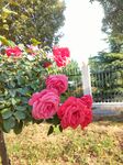 月季花