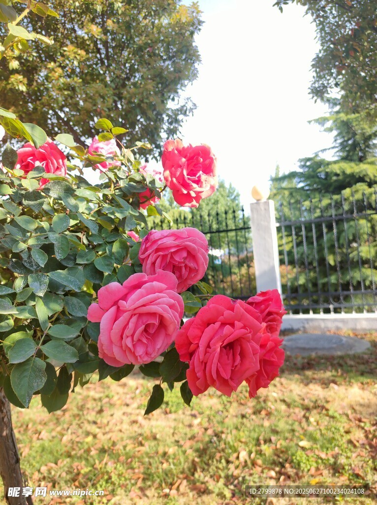 月季花