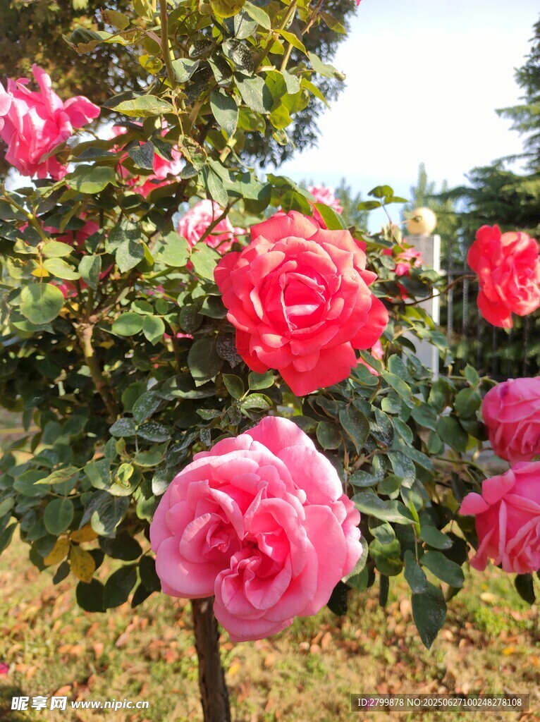 月季花
