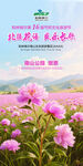 芍藥節(jié)海報
