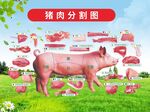 豬肉分割示意圖