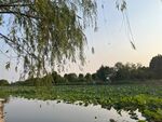 湖畔垂柳映綠水