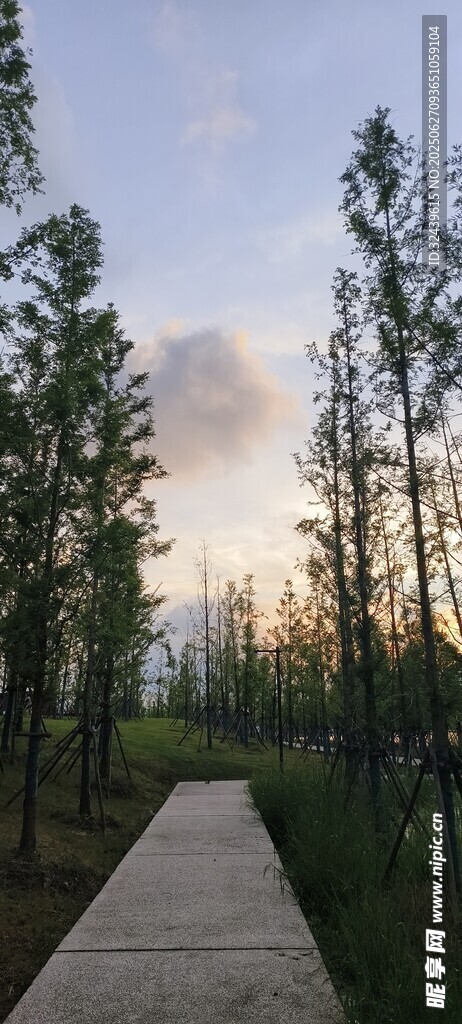 林間步道邂逅自然之美