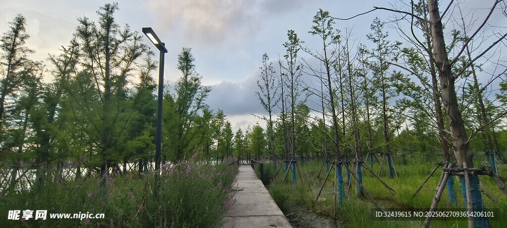 林間小道綠植環繞的景致