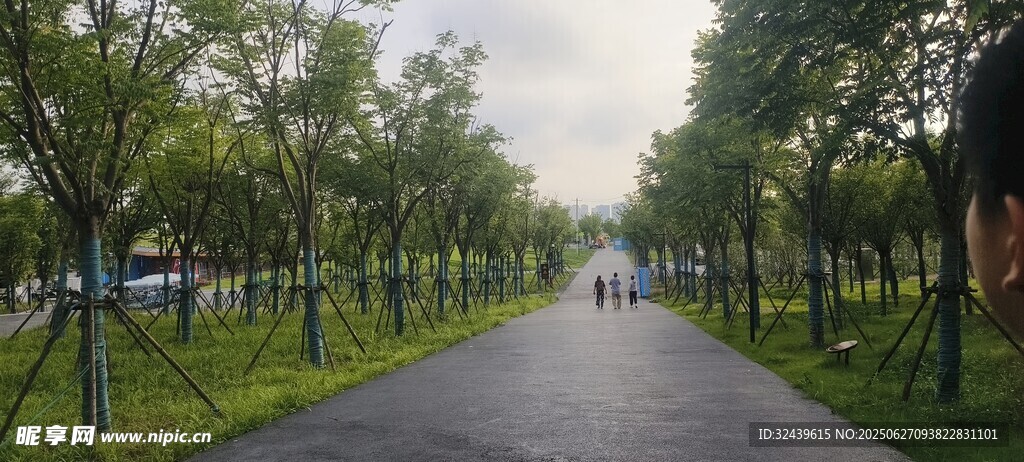 林蔭小道謐的自然之路