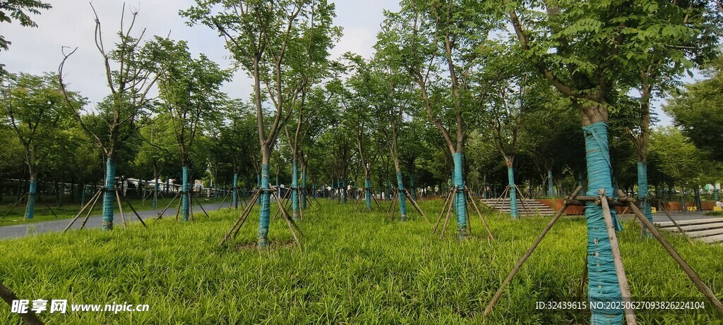 綠意盎然的樹林景觀