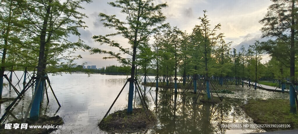 水上棧道旁的蔥郁樹林