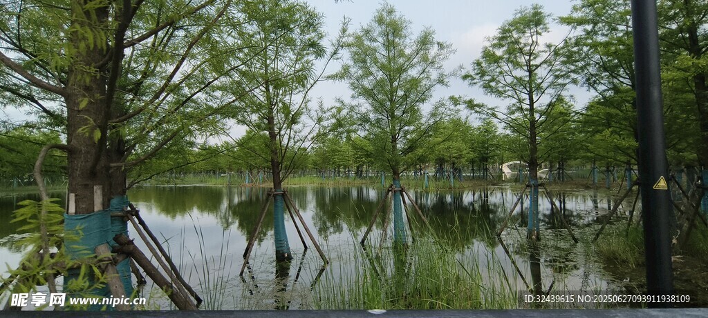 湖畔樹林中的寧靜景致