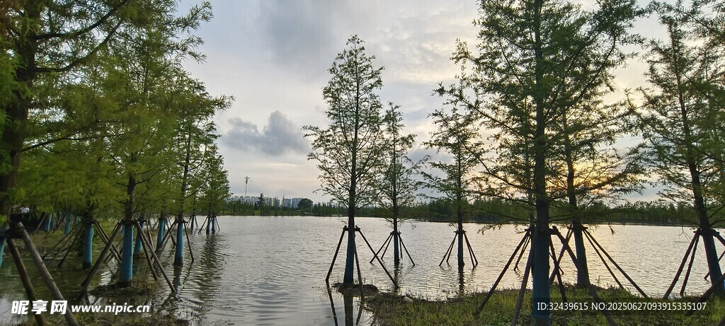 湖畔樹(shù)木景觀