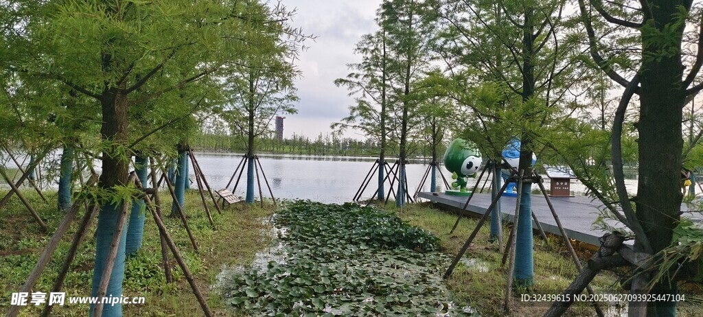湖畔杉林美景