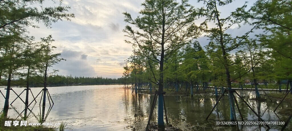 湖畔樹林美景