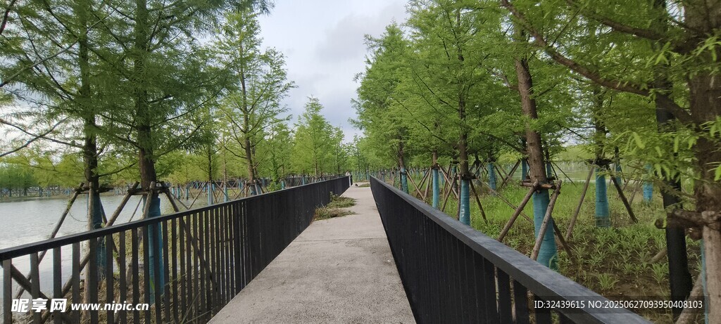 林間漫步道靜謐自然景