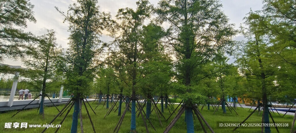 綠樹成排的清新園林景觀
