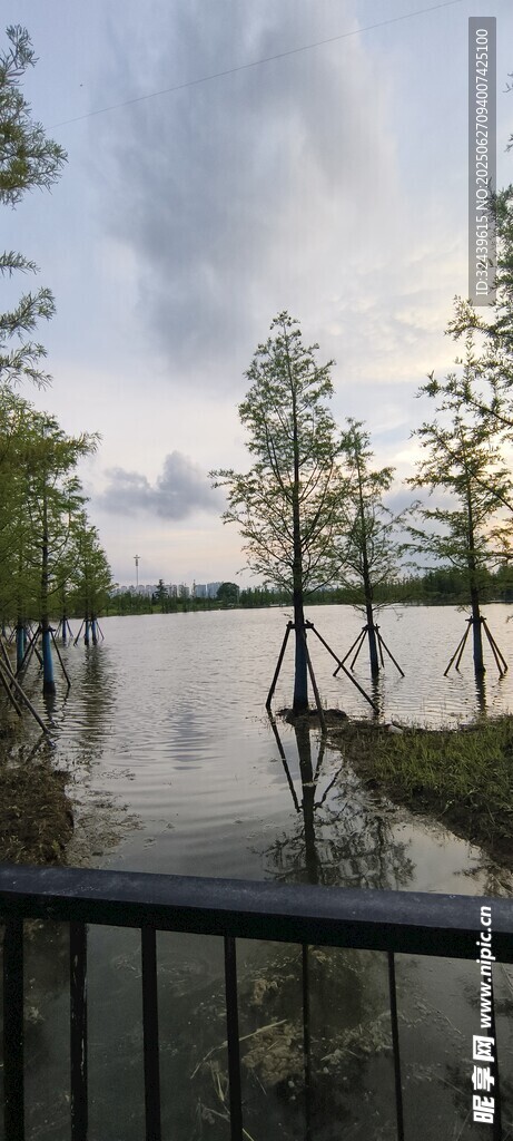 湖畔水杉景觀