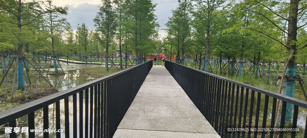 林間木橋靜謐自然景致