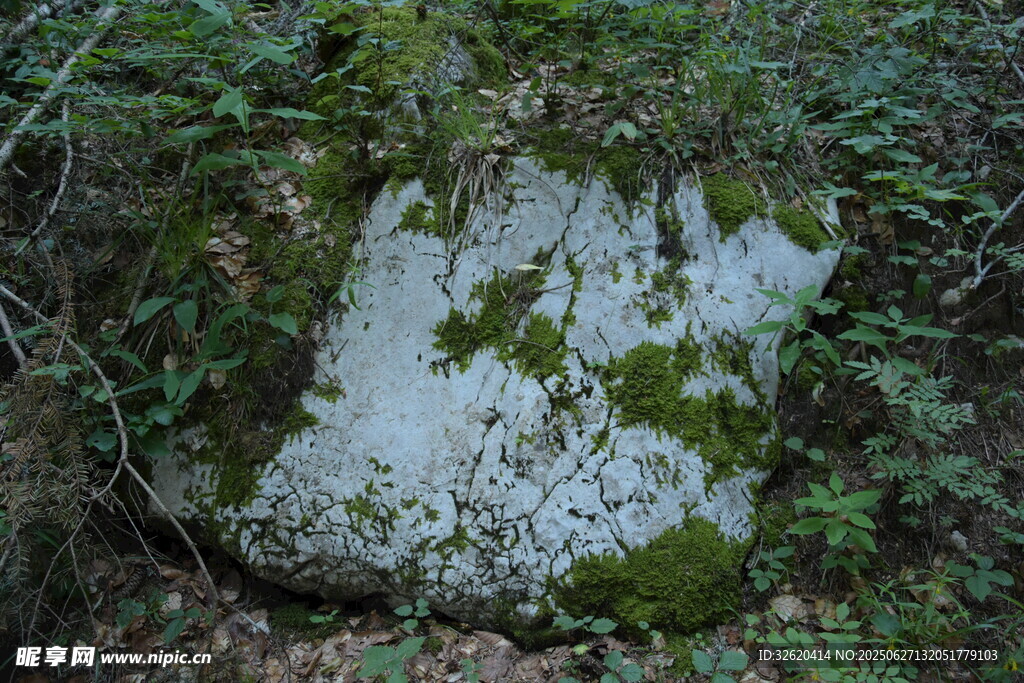 長滿青苔的林間石塊