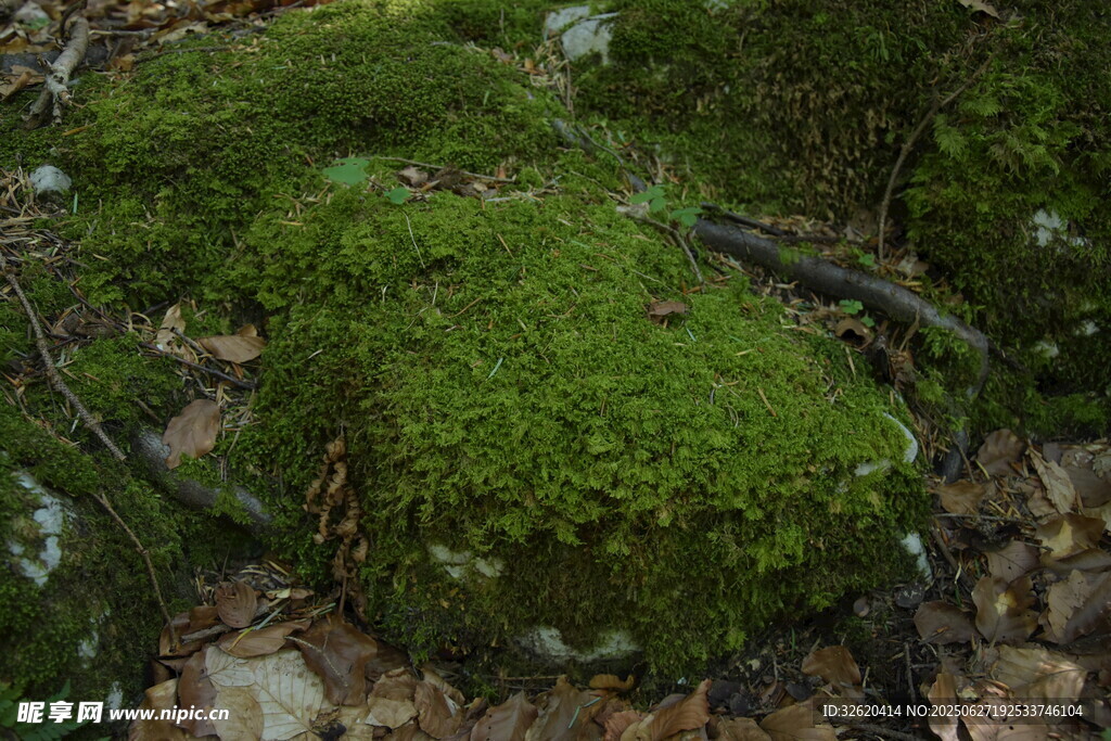 林間青苔覆蓋的濕潤(rùn)石塊