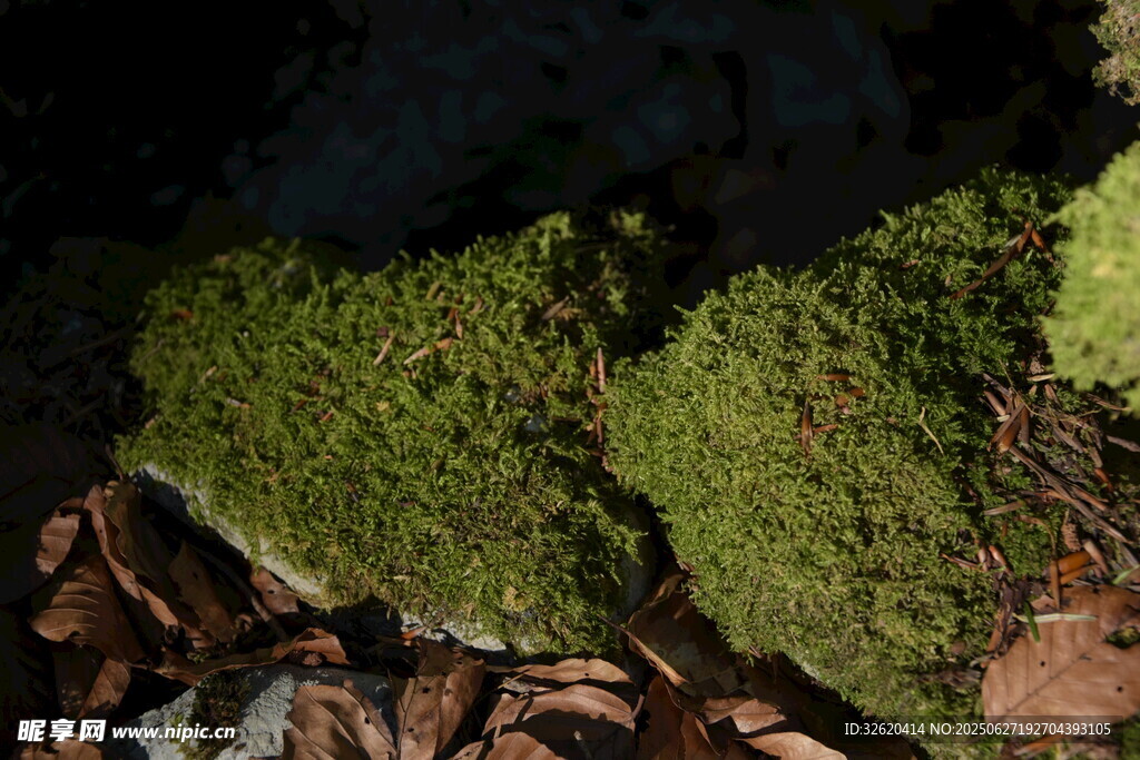 青苔覆蓋的巖石景觀