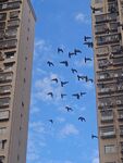 高樓間群鳥翱翔